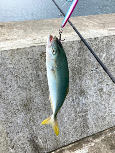 ワカシの釣果