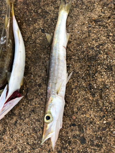 カマスの釣果