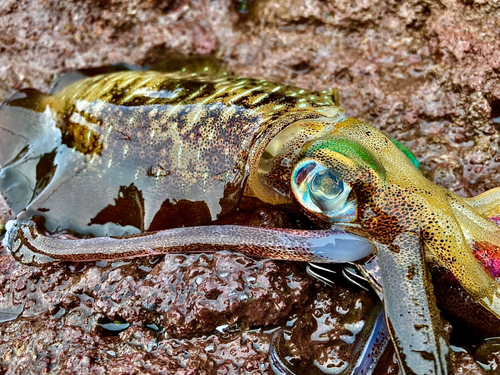 アオリイカの釣果