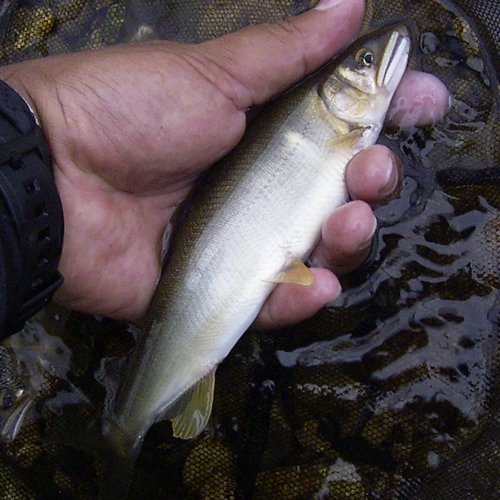 アユの釣果