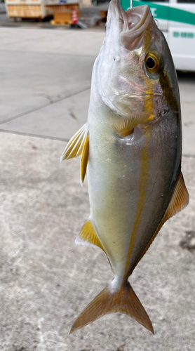 カンパチの釣果