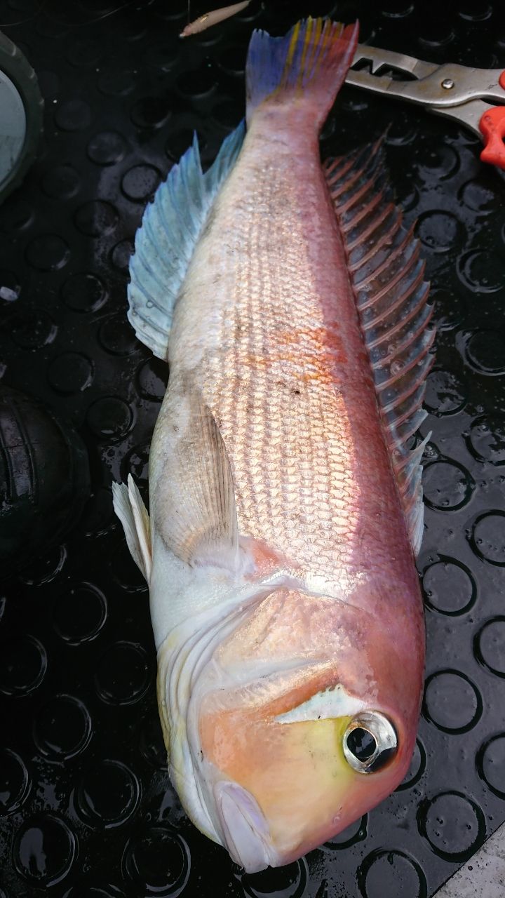 萬屋釣兵衛さんの釣果 2枚目の画像