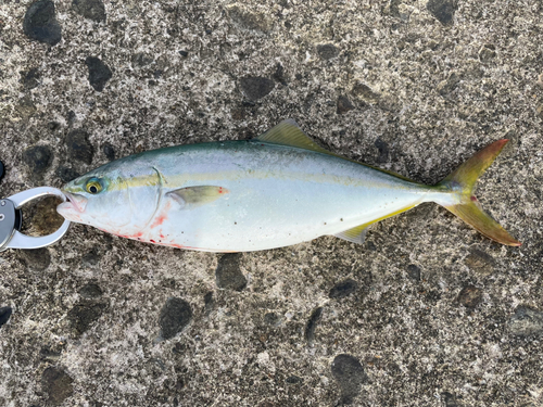 ハマチの釣果