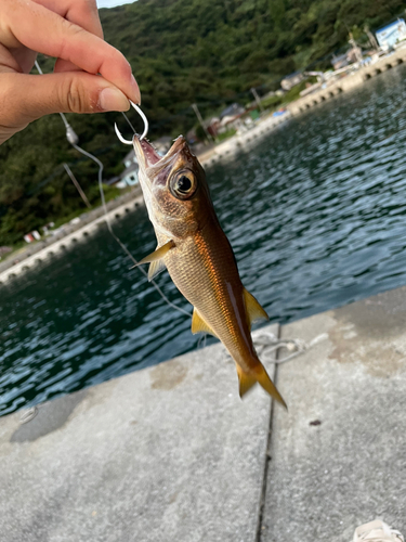 ムツの釣果