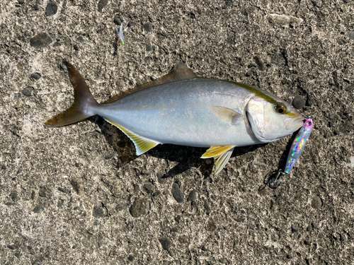 ショゴの釣果