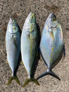 ナンヨウカイワリの釣果