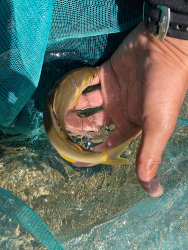 アユの釣果