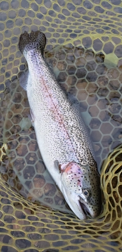 ニジマスの釣果