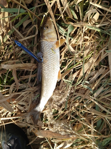 ニゴイの釣果