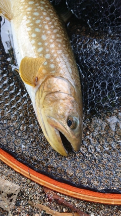 アメマスの釣果