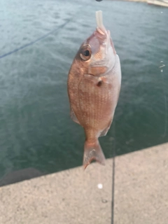 タイの釣果