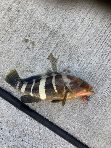 アオハタの釣果