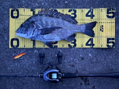 チヌの釣果