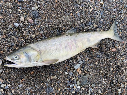 アキアジの釣果