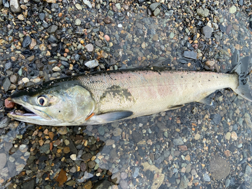 アキアジの釣果