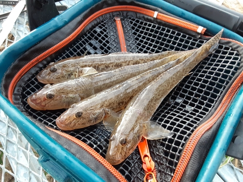 マハゼの釣果