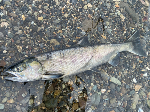 アキアジの釣果