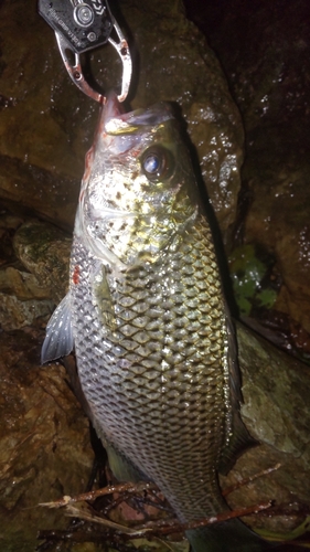 オオクチユゴイの釣果