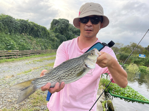 ストライパーの釣果