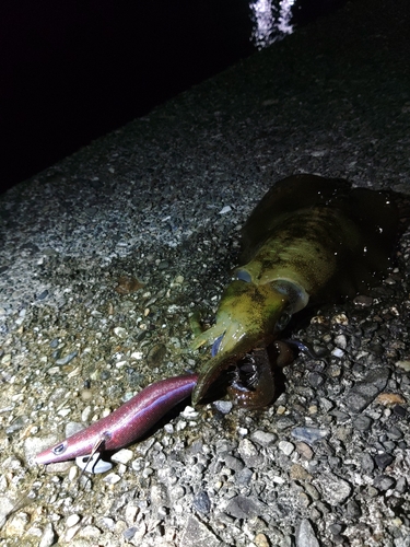 アオリイカの釣果