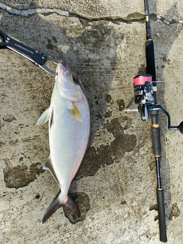 ショゴの釣果