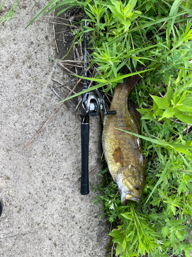 スモールマウスバスの釣果