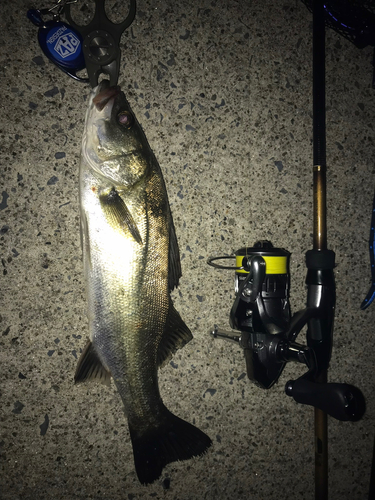 シーバスの釣果