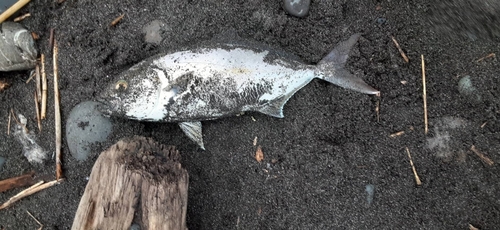 ショゴの釣果