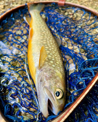 イワナの釣果