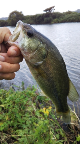 ラージマウスバスの釣果