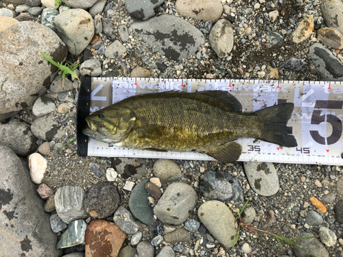 スモールマウスバスの釣果