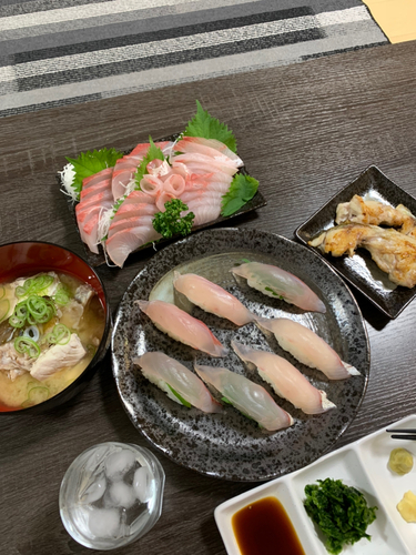 ショゴの釣果