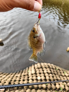 ブルーギルの釣果