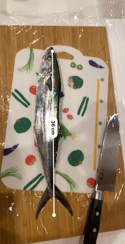 サゴシの釣果