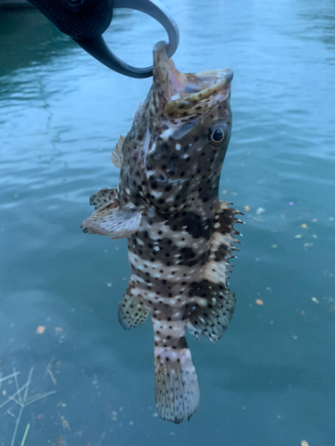 ヤイトハタの釣果