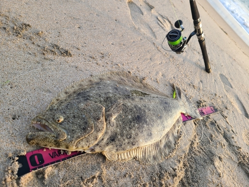 ヒラメの釣果