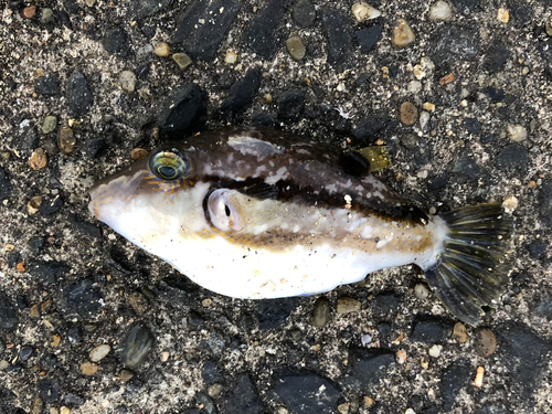 キタマクラの釣果