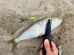 コノシロの釣果