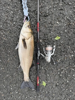 フッコ（マルスズキ）の釣果