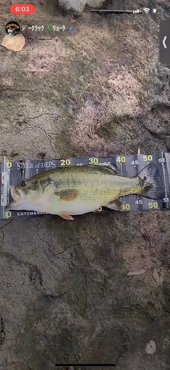 ブラックバスの釣果