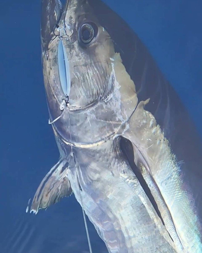 釣果一覧】北海道で釣れたマグロ - アングラーズ | 釣果500万件の魚釣り情報サイト