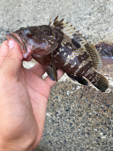 アコウの釣果