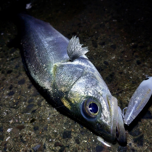 スズキの釣果