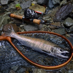 アマゴの釣果