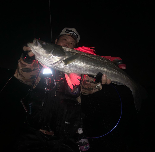 シーバスの釣果