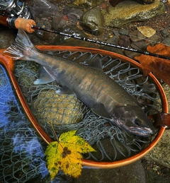 アマゴの釣果