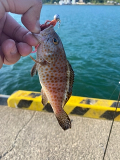 オオモンハタの釣果