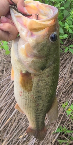 ラージマウスバスの釣果