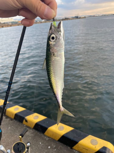 サバの釣果