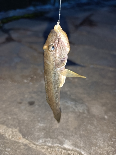 マハゼの釣果